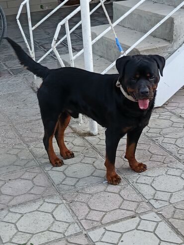 quba itler: Rotveyler, 1 il, Erkek