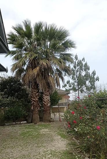 iran xurması ağacı: Məhsul: Dekorativ palma ağacı (Washingtonia/ fan-palma tipli) Təsvir — 2