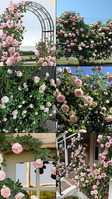 Другие садовые цветы и кустарники: Предлагаем саженцы роз разного возрастаплетистые,кустовые,цены — 1