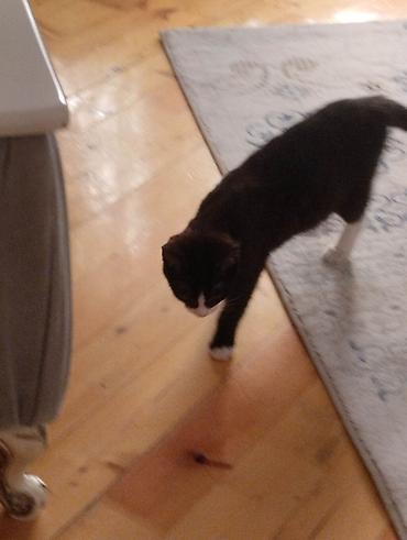 Pişiklər: Yaxşı əllərə — 10