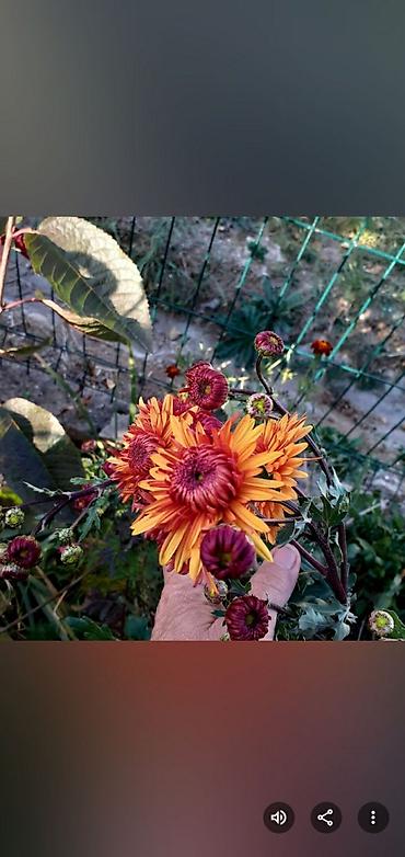 Размещение рекламы: В продаже комнатные цветы и многолетние садовые цветы. 1. Алое вера — 4