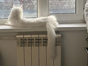 Кошки: Отдаю в добрые руки. Ухожу учиться в Европу поэтому не могу ее — 2