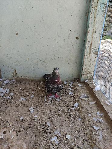 bulbul quşu satışı: Salam 8 ədəd tutulma, sağlam quşlardır. Hamısı 35 AZN Əbreş ərkey — 3