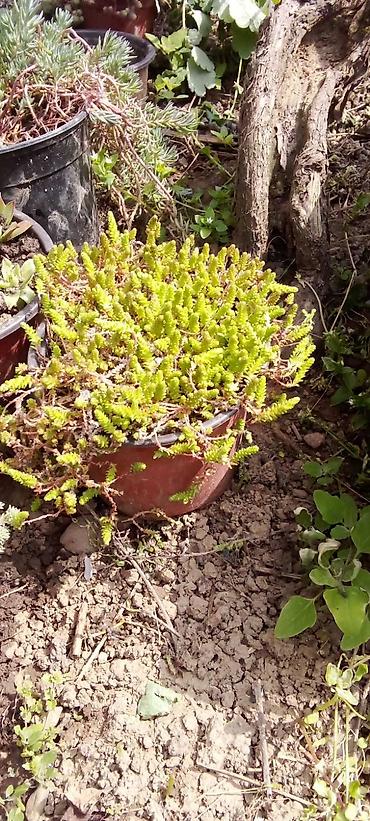 Ostale kućne biljke: Sobne i ukrasne biljke u saksijama – više vrsta - Syngonium — 8