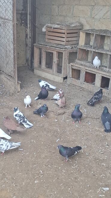 Göyərçinlər: Satılır — 8