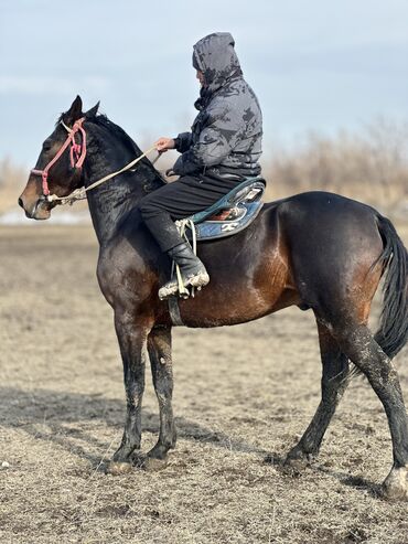 Лошади, кони: Продаю | Жеребец | Рабочий — 7