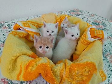 продаю кой: Очаровательные котята ищут любящих хозяев и тёплый дом 🐱❤️ Отдаются — 1