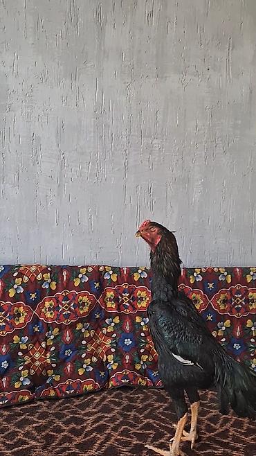 Куры, петухи: Продаю | Петух | Бойцовая | Для разведения — 2