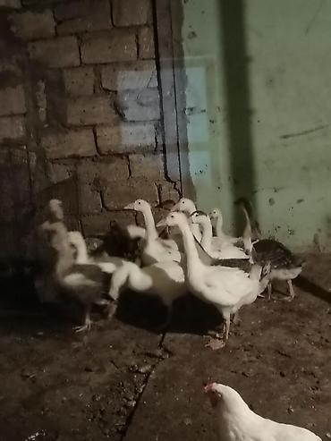 karella quslari: Satlıq qazlar. kuban qallari Şəkillərdə ağ və boz rəngli qazlar — 2