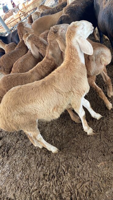 Бараны, овцы: Продаю | Ягненок, Баран (самец) | Для разведения | Ярка