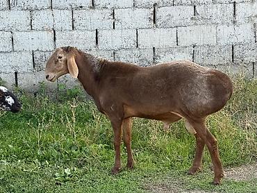 Баран, овца: Продаю | Баран (самец) | Гиссарская, Арашан, Полукровка | Для разведения | Осеменитель, Племенные — 5