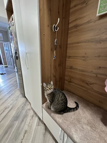отдам в добрые руки: Кошка даром: Беспородная, 3 года, Мальчик, С документами, С прививками, Кастрирована