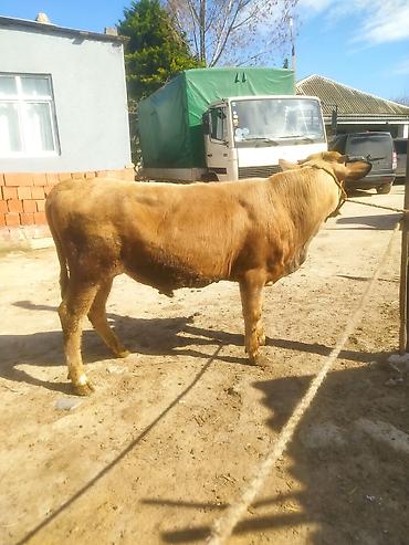 Inəklər, öküzlər: Inəklər, öküzlər — 1