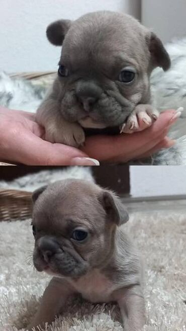 Psi: Francuski buldog štenci egzotičnih boja veseli umiljati, stručno — 6