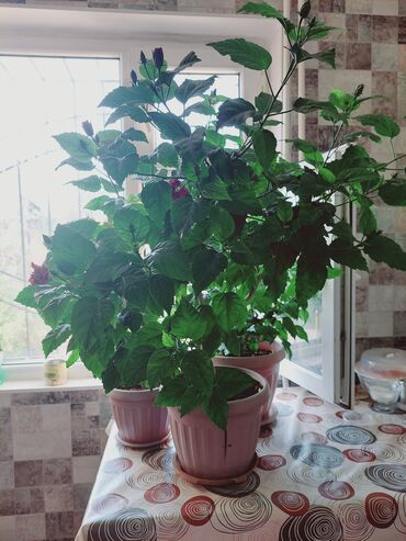 лепестки роз: Гибискус Китайская роза махровая Цветет круглый год Здоровые