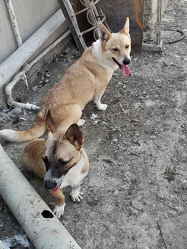 dinqo itleri: Zvanok balaca ölçülü it disidi dik qulaqlı və yığcam bədən — 2