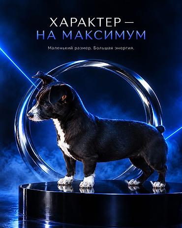 ягдтерьер собака: Джек-рассел-терьер, 7 месяцев, Самец — 1