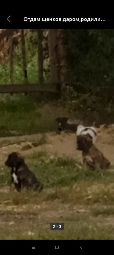 овчарка мал айдайт: Овчарка, 2 месяца, Самка