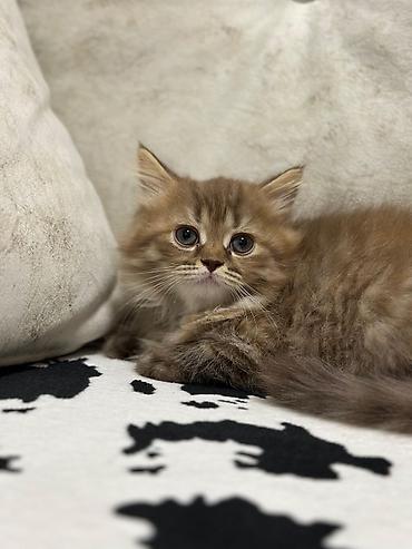 Pişiklər: Britan — 8