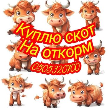 курица продаю: Сатып алам | Уйлар, букалар, Жылкылар, аттар | Бордоп семиртүү үчүн, Борго байлап семиртилген, Өзү алып кетүү