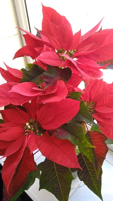 уход за растениями: Пуанцетия или Рождественская Звезда!!!!! Отличный подарок Любимому