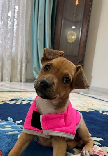 İtlər: Zərif və ağıllı ba - Cins: Cek Rassel Teryer - Rəng: qızılı-qəhvəyi — 2