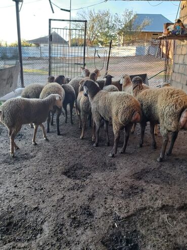 bmw 3 серия 325d at: Yaxşı sort qoyunlar var bu şəkildə gördüyünüz kimidi hamsi kim