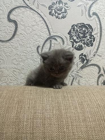 Pişiklər: Şotland yastı qulaq, Erkək, Ünvandan götürmə — 7