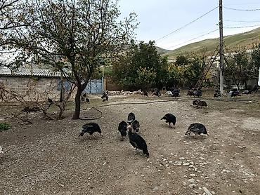 gunluk bağ evləri bakı: Siyəzən, 12000 kv. m, 3 otaqlı, Kanalizasiya, Qaz, Su — 8