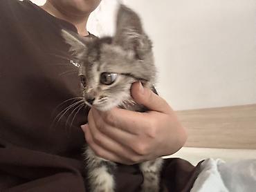 Отдам даром кошку: 1 месяц, Девочка — 5