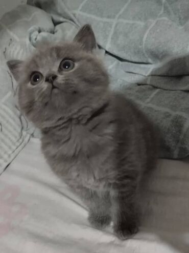 Животные: Продается шотландский котенок. Чистокровный . Родились 26 февраля. 26