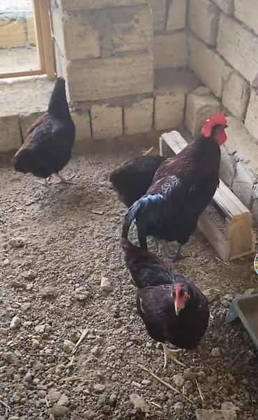 dağ toyuğu: Redislanad cinsi toyuglar etlik ve yumurtalıg 4 ayınnan yumurtaya — 1