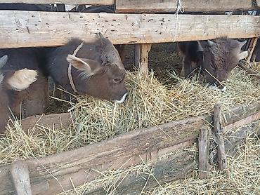 Коровы, быки: Продаю | Бык (самец) | На откорм | Привязанные — 4