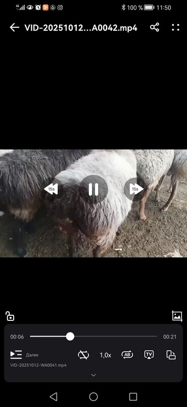 шприц для животных: Сатам | Ургаачы кой (ургаачы) | Союуга | Ургаачы