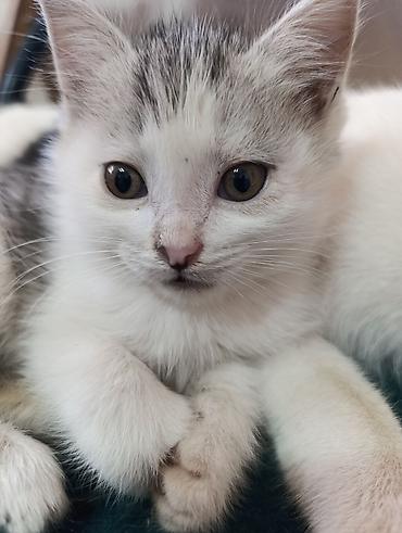 Отдам даром кошку: ❤️Отдам в добрые руки милых и ласковых котят. Окрас черно-белый и — 4