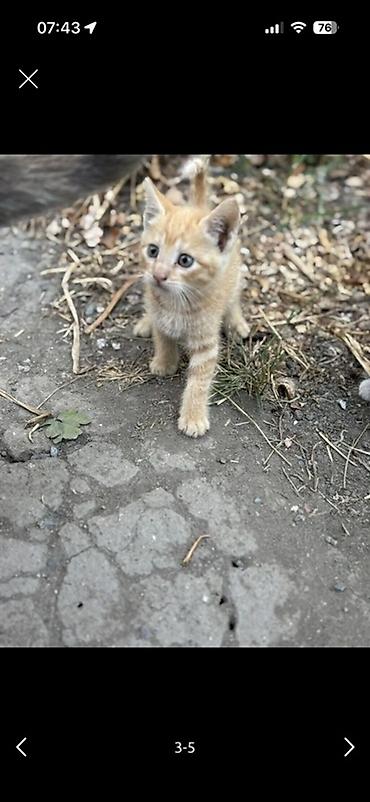 сколько стоит мейн кун: Котята, домашние короткошёрстные. На фото — несколько малышей разного — 2