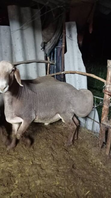 порода овец долан: Продаю | Баран (самец) | Арашан