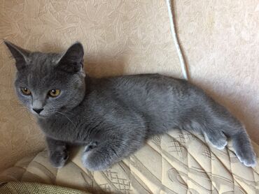 британская короткошерстная кошка золотая шиншилла: Продаётся кошка, кошечку 5 мес британская просьба не беспокоить если