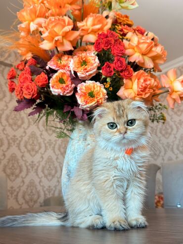 купить шотландского котенка: Золотая шиншилла, Самка, Бесплатная доставка
