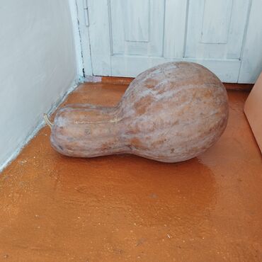 ашкабак тыква: Тыква 7.8 кг,выращена для себя на своем участке без минеральных