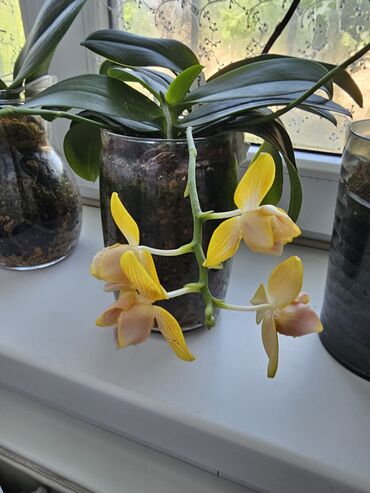 Другие комнатные растения: Продаю орхидею