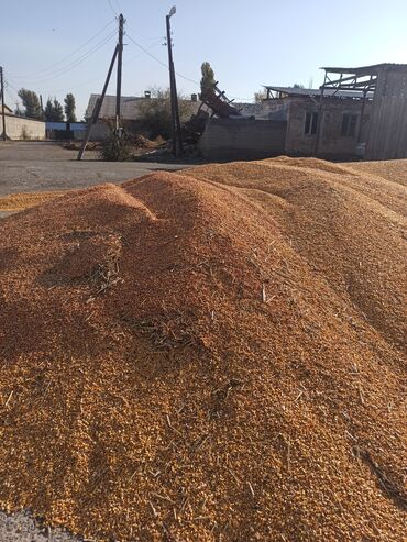 продажа кукурузы в початках: Услуги сушка зерна. кукуруза 🌽 в зерне в любом объеме 1.1 с за кг и