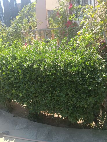 Satış məsləhətçiləri: Satış məsləhətçisi tələb olunur, İstənilən yaş, Təcrübəsiz, Aylıq ödəniş — 23