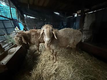 Баран, овца: Продаю | Баран (самец) | Для разведения | Осеменитель — 8