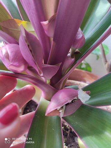 Другой декор и предметы интерьера: Цветы распродажа от 100 сом остатки до 1300 сом. Живу рядом с Дордой — 17