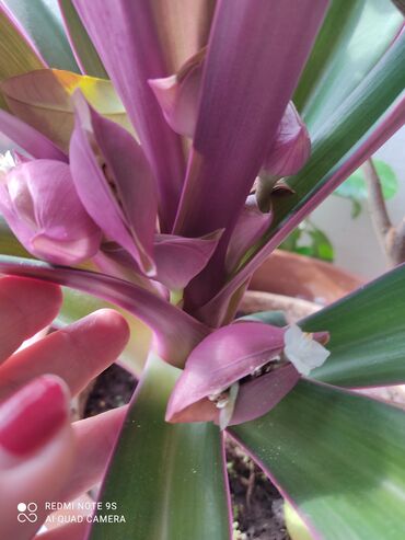 Другой декор и предметы интерьера: Распродажа Денежное дерево, толстянка, Поливать 1-2 раза в неделю — 29