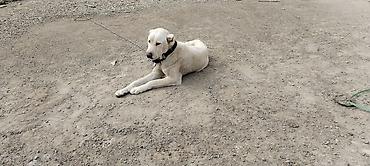 İtlər: Alabay, 2 il, Erkek — 10