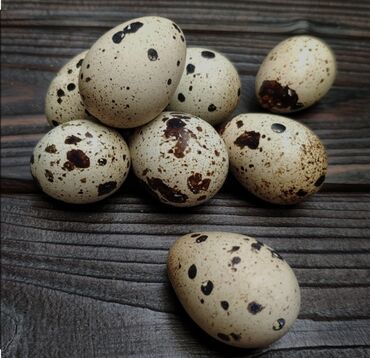 бролерные яйца: Продаю | Инкубационные яйца