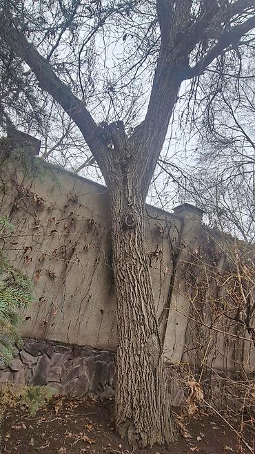 Другие товары для дома и сада: Продаю деревья Орех 5шт. Многолетние, по 40лет и более. Под само-спил — 3