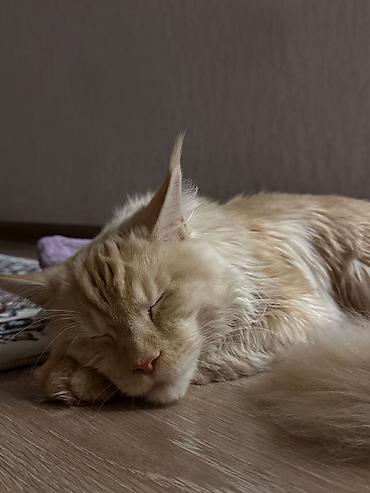 Мейн-кун, 9 месяцев, Мальчик, Приучена к лотку, Проглистована, С документами